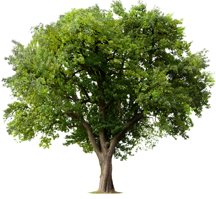 Riso, tree, environment, recycle, LA Office Solutions